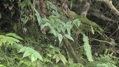 Disporum kawakamii, photograph (c) Cheng-Te Hsu, some rights reserved (CC BY)