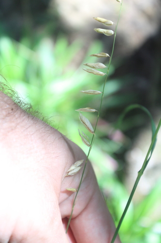 Melica nitens observed 2026-06-25