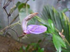 Brillantaisia