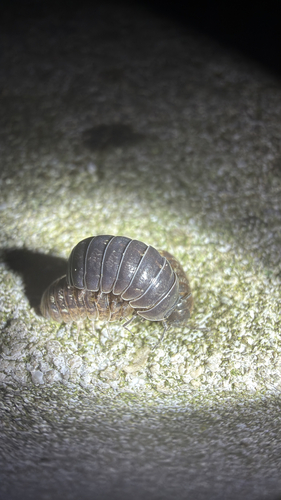 Common Pill Woodlouse