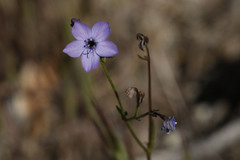 Gilia tenuiflora