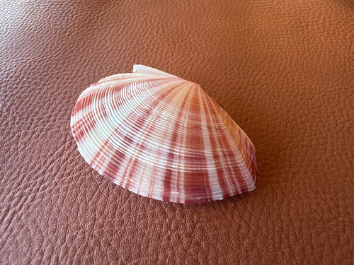 Tellinella virgata, 2026-06-28