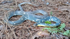 Coluber constrictor anthicus