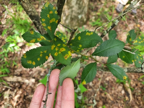 Crataegus berberifolia observed 2026-06-27