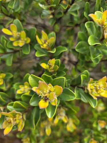 Tristaniopsis calobuxus observed 2026-06-26