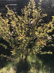 Abelia × grandiflora