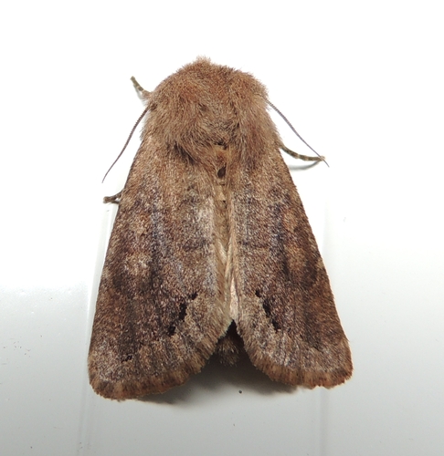 Orthosia garmani Grote, 1879