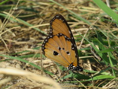 Danaus chrysippus dorippus
