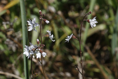 Lithophragma affine