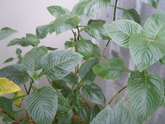 Brillantaisia