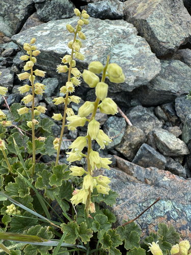 Elmera racemosa, photograph 2