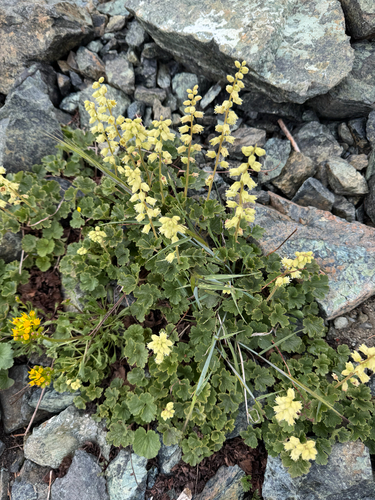 Elmera racemosa
