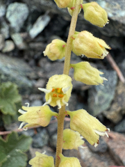 Elmera racemosa, photograph (c) Michael Paluch, some rights reserved (CC BY)