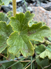 Elmera racemosa, photograph (c) Michael Paluch, some rights reserved (CC BY)