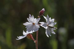 Lithophragma affine