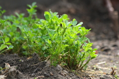 Medicago sativa