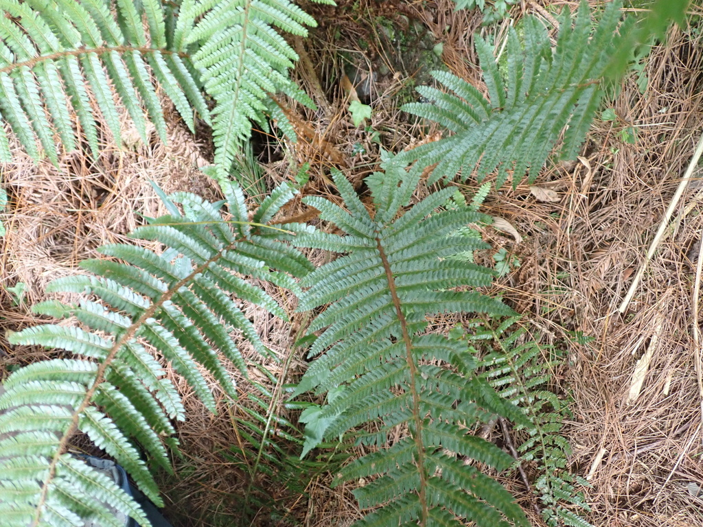 Polystichum parvipinnulum; photograph (c) crothfels, some rights reserved (CC BY)