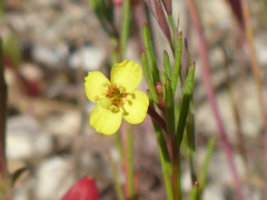 Camissonia contorta