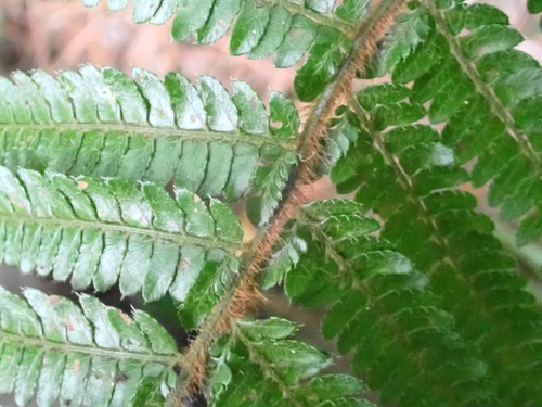 Polystichum parvipinnulum, photograph 2