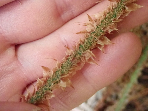Polystichum parvipinnulum, photograph 3