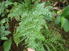 (c) crothfels, some rights reserved (CC BY) Dryopteris formosana, photograph (c) crothfels, some rights reserved (CC BY)