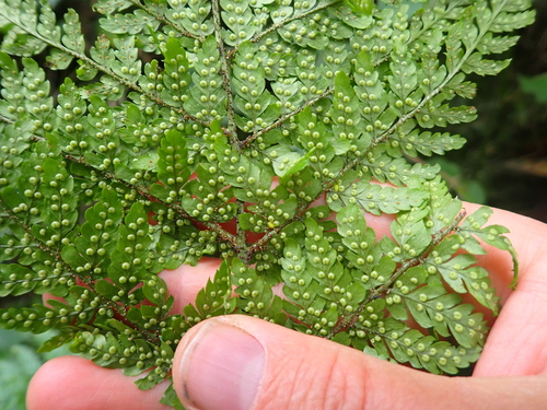 Dryopteris formosana, photograph 4