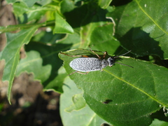 Epicauta adspersa