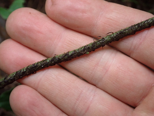 Dryopteris formosana, photograph 5