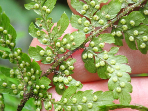 Dryopteris formosana, photograph 6