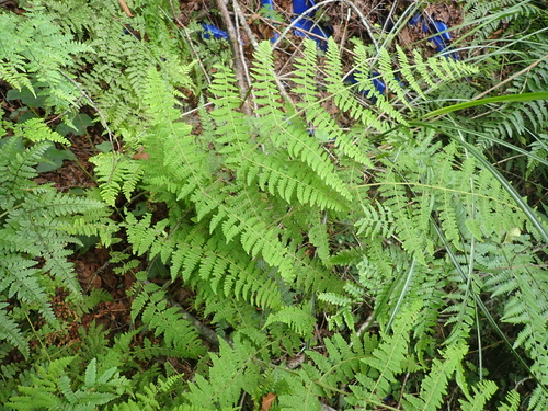 Acystopteris tenuisecta (Acystopteris tenuisecta)