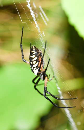 Yellow Garden Spider
