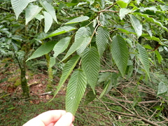 Carpinus rankanensis