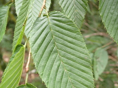 (c) crothfels, some rights reserved (CC BY) Carpinus rankanensis, photograph (c) crothfels, some rights reserved (CC BY)
