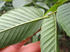 (c) crothfels, some rights reserved (CC BY) Carpinus rankanensis, photograph (c) crothfels, some rights reserved (CC BY)