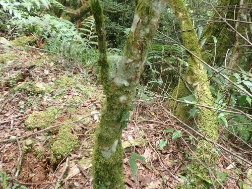 Carpinus rankanensis, photograph 3