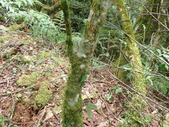 (c) crothfels, some rights reserved (CC BY) Carpinus rankanensis, photograph (c) crothfels, some rights reserved (CC BY)