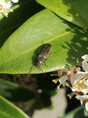 Cidnopus aeruginosus