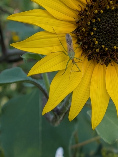 Leafhopper Assassin Bug
