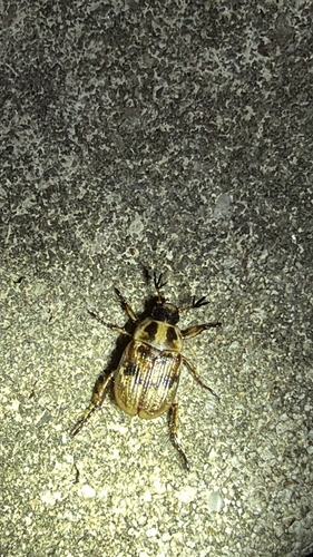 Oriental Beetle