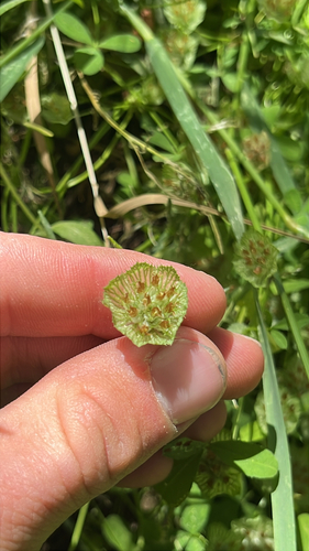 Trifolium cyathiferum, photograph 5