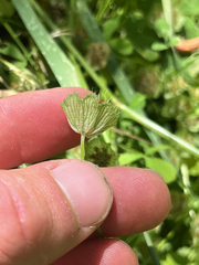 Trifolium cyathiferum, photograph (c) T. J. Samojedny, some rights reserved (CC BY)