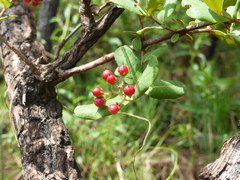 Psorospermum febrifugum