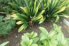 Clivia miniata miniata