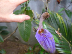 Brillantaisia