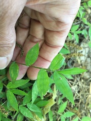 Oplismenus hirtellus setarius