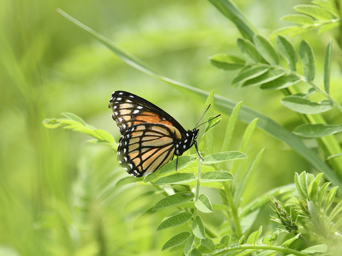 Viceroy