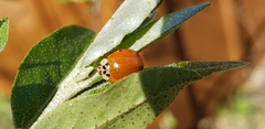 Harmonia axyridis