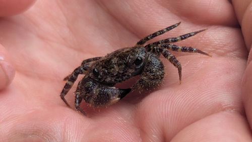 Eriphia scabricula observed 2026-06-27