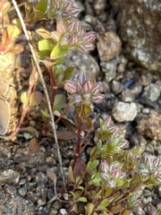 Polycarpon tetraphyllum tetraphyllum