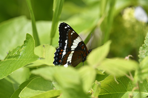 Red-spotted Admiral